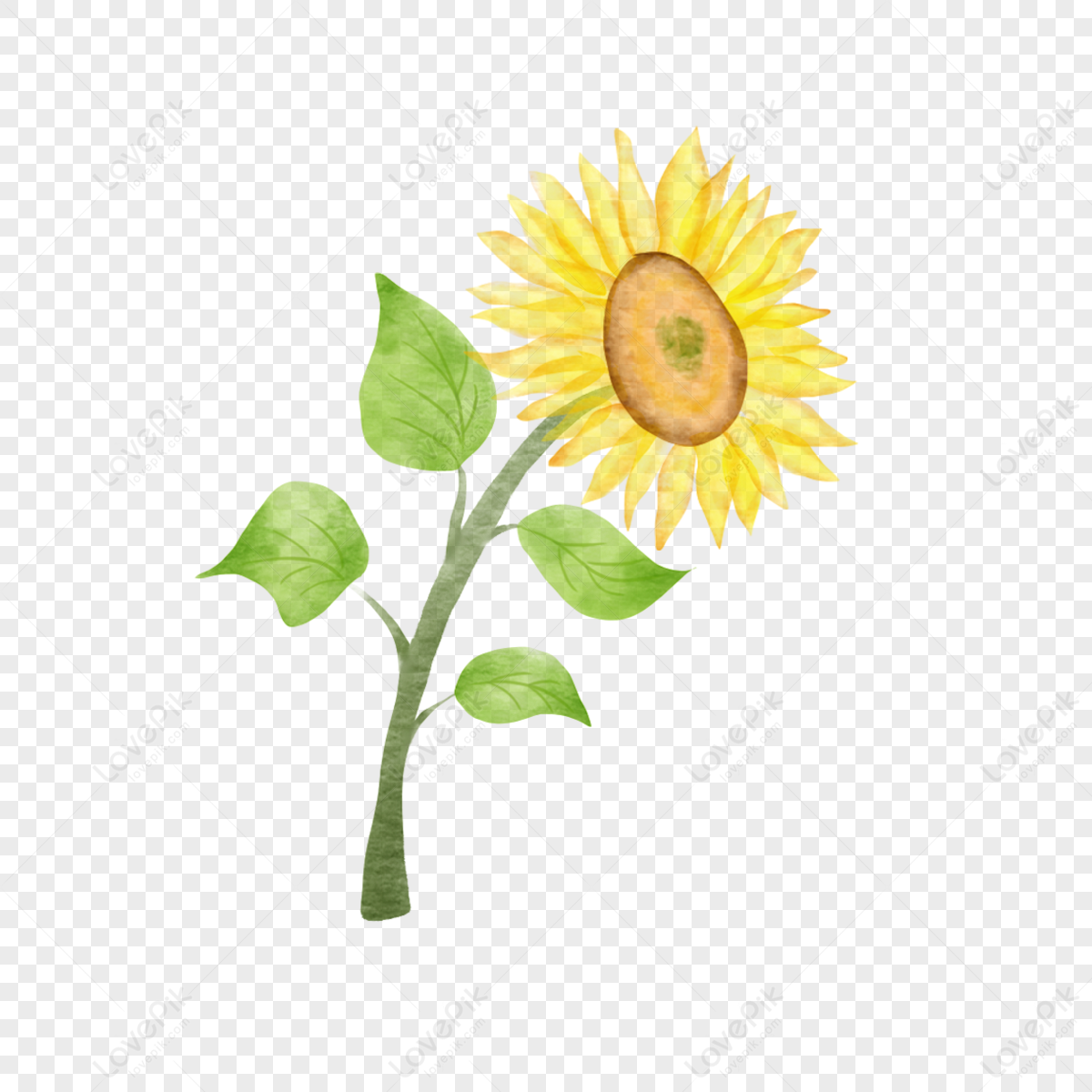 Watercolor Sunflower PNG Images With Transparent Background | Free ...