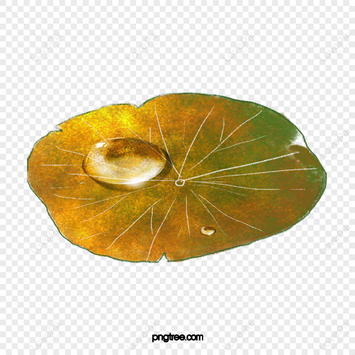 Brown Lotus Leaf Leaf,blade Of Leaves,dewdrop,water Drops PNG ...