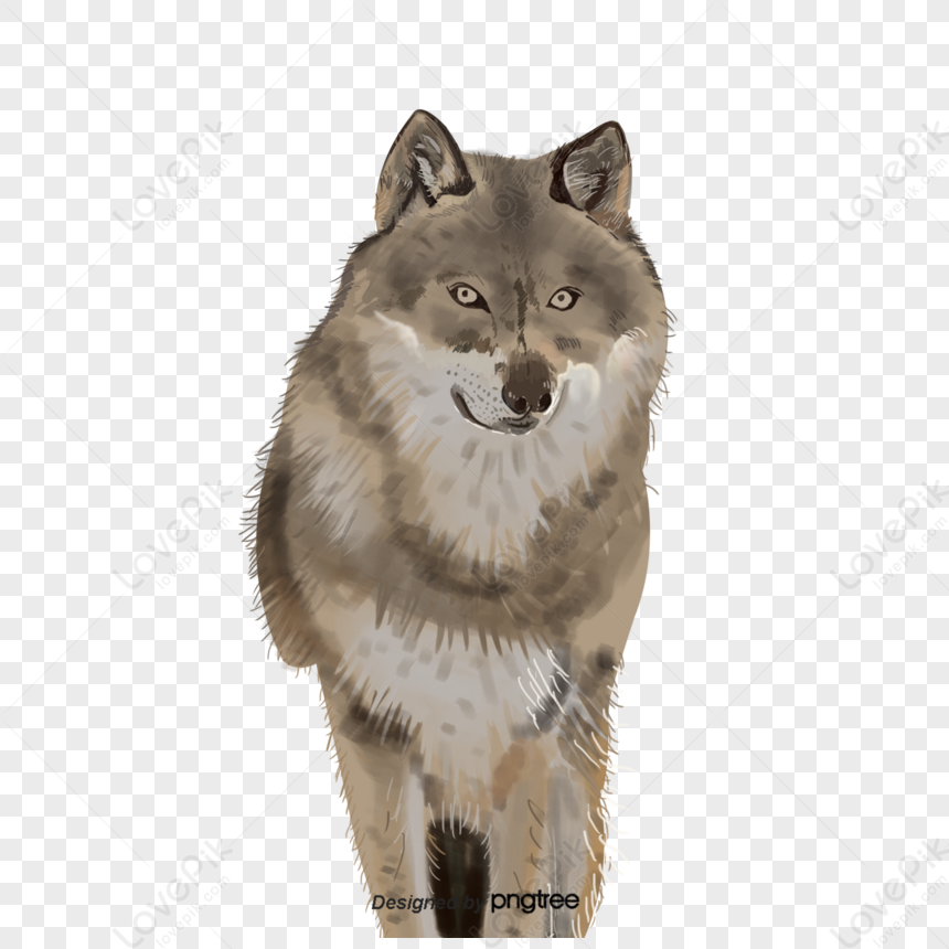 Gray Wolf PNG Transparent Images Free Download