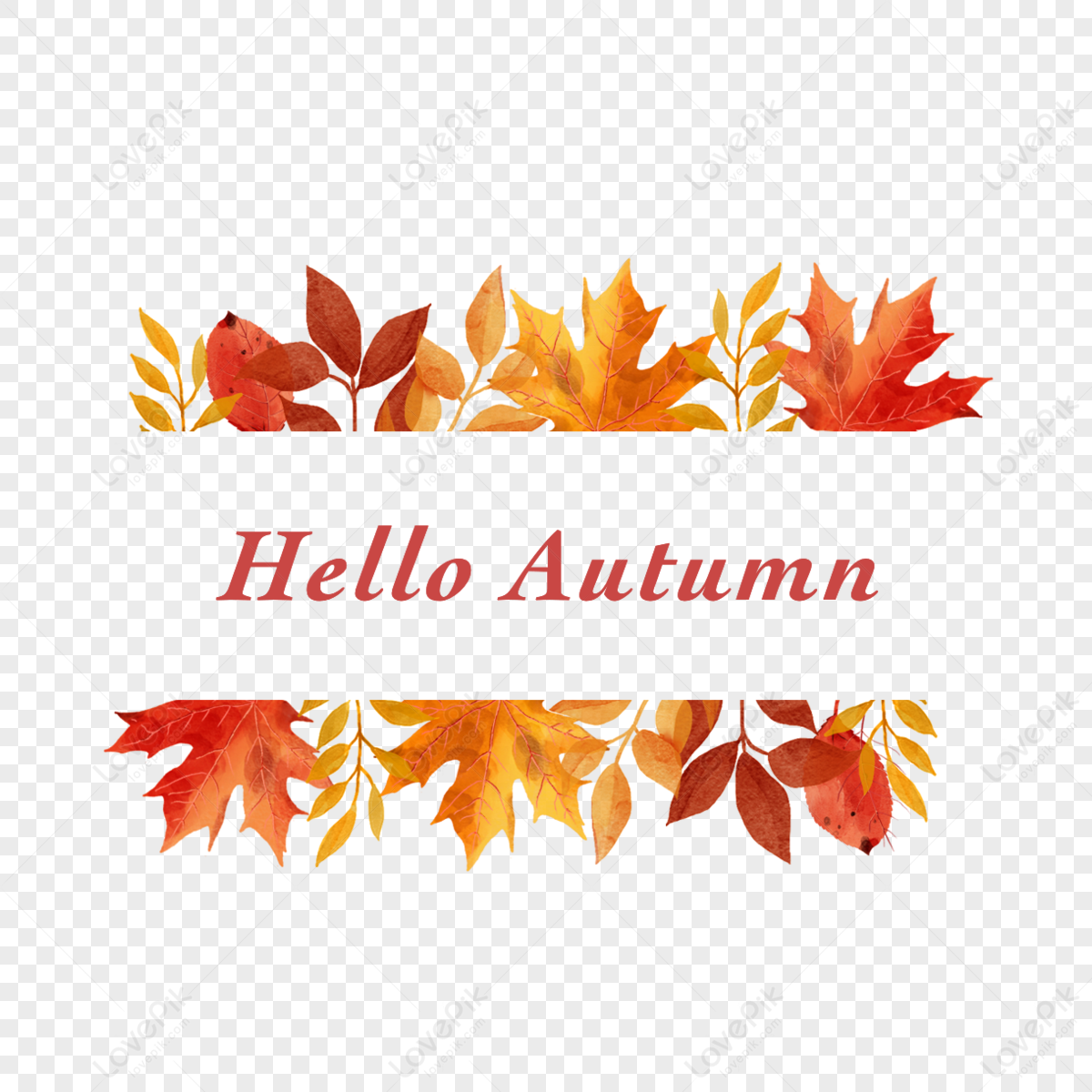 Hand painted original watercolor maple leaves autumn border,seasonal,holiday png transparent background