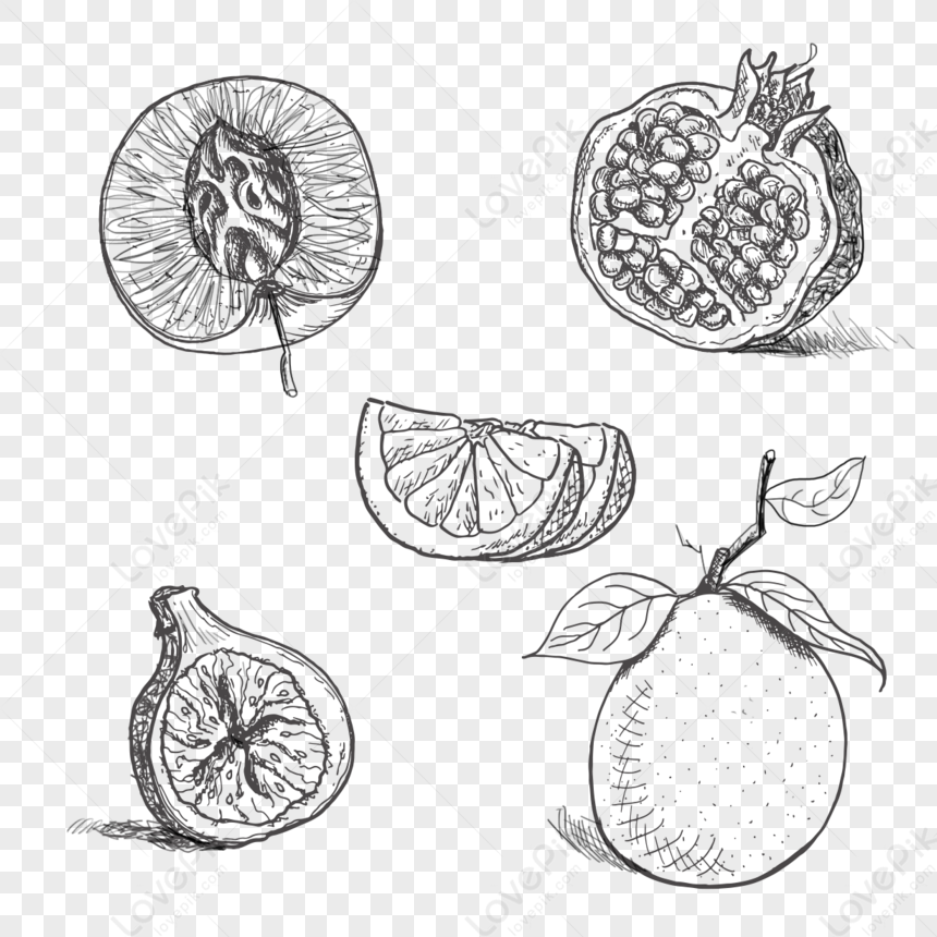 Black And White Sketch Line Drawing Hand-drawn Fruit Elements,a ...