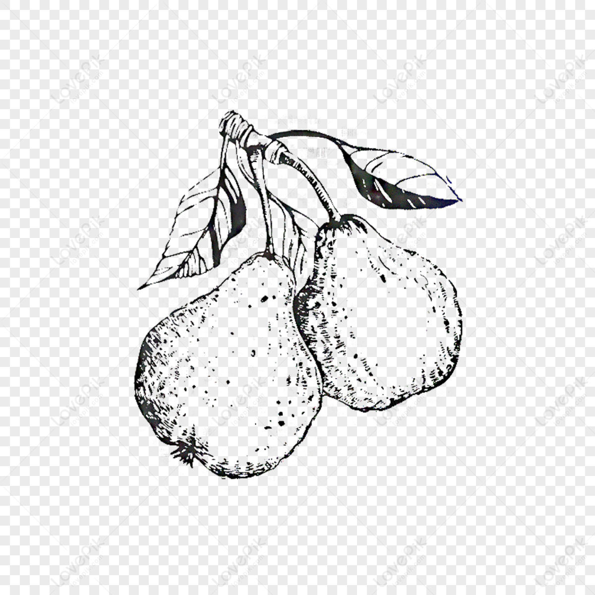 Pear Drawing PNG Images With Transparent Background | Free Download On ...