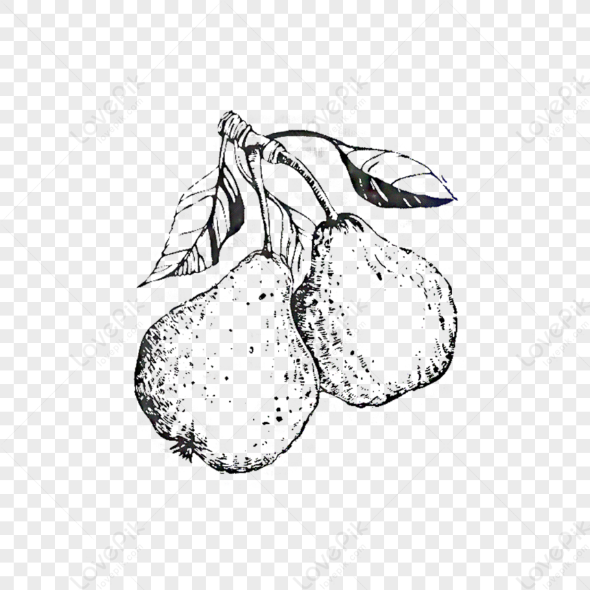 Black Hand Drawn Line Drawing Of Two Leafed Pears,food,moisturizer PNG ...