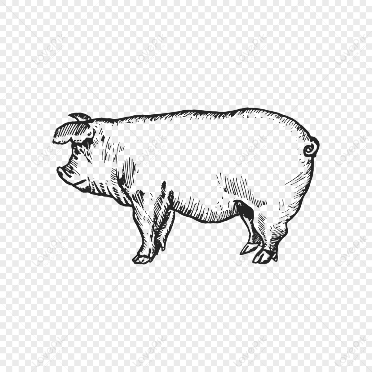 120000 Cochon Blanc Noir Images PNG Avec Fond Transparent