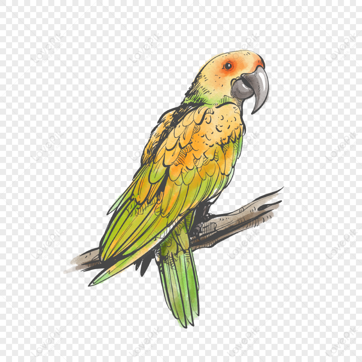 Green yellow parrot watercolor hand drawn cartoon animal elements,little birds,hand painted png transparent image