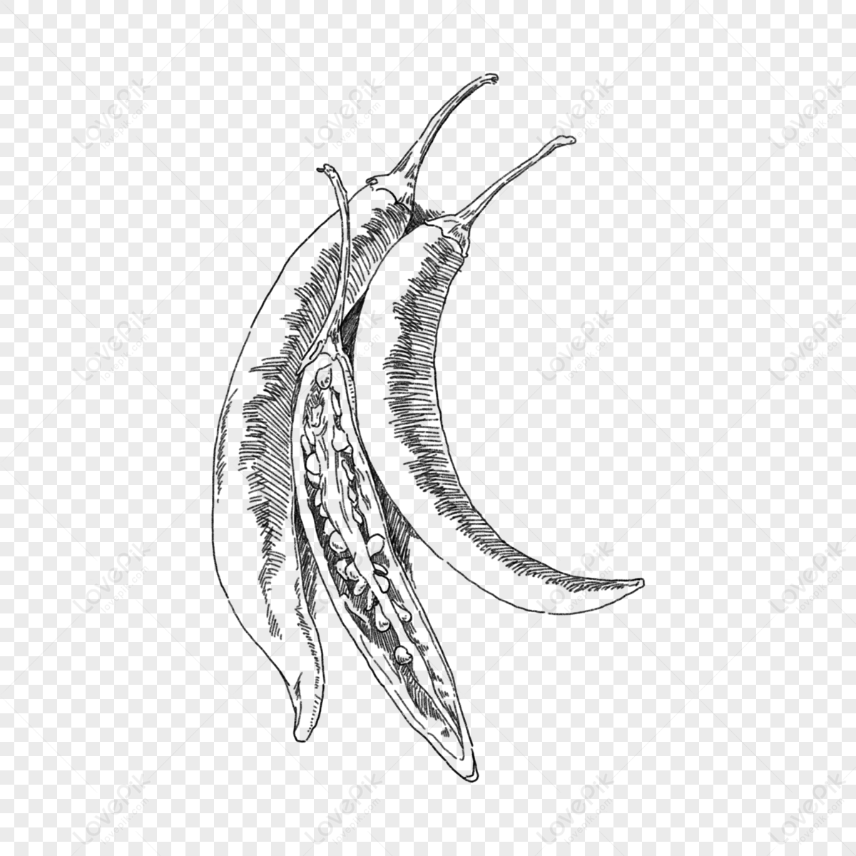 Black Pepper Seeds Isolated Peppercorn Seasoning. Vector All Spices Pepper  Condiment Grains. Dried Spice, Allspice Peppery Culinary Flavoring, Whole  Grains Hand Drawn Sketch, Aromatic Pimento Royalty Free SVG, Cliparts,  Vectors, and Stock