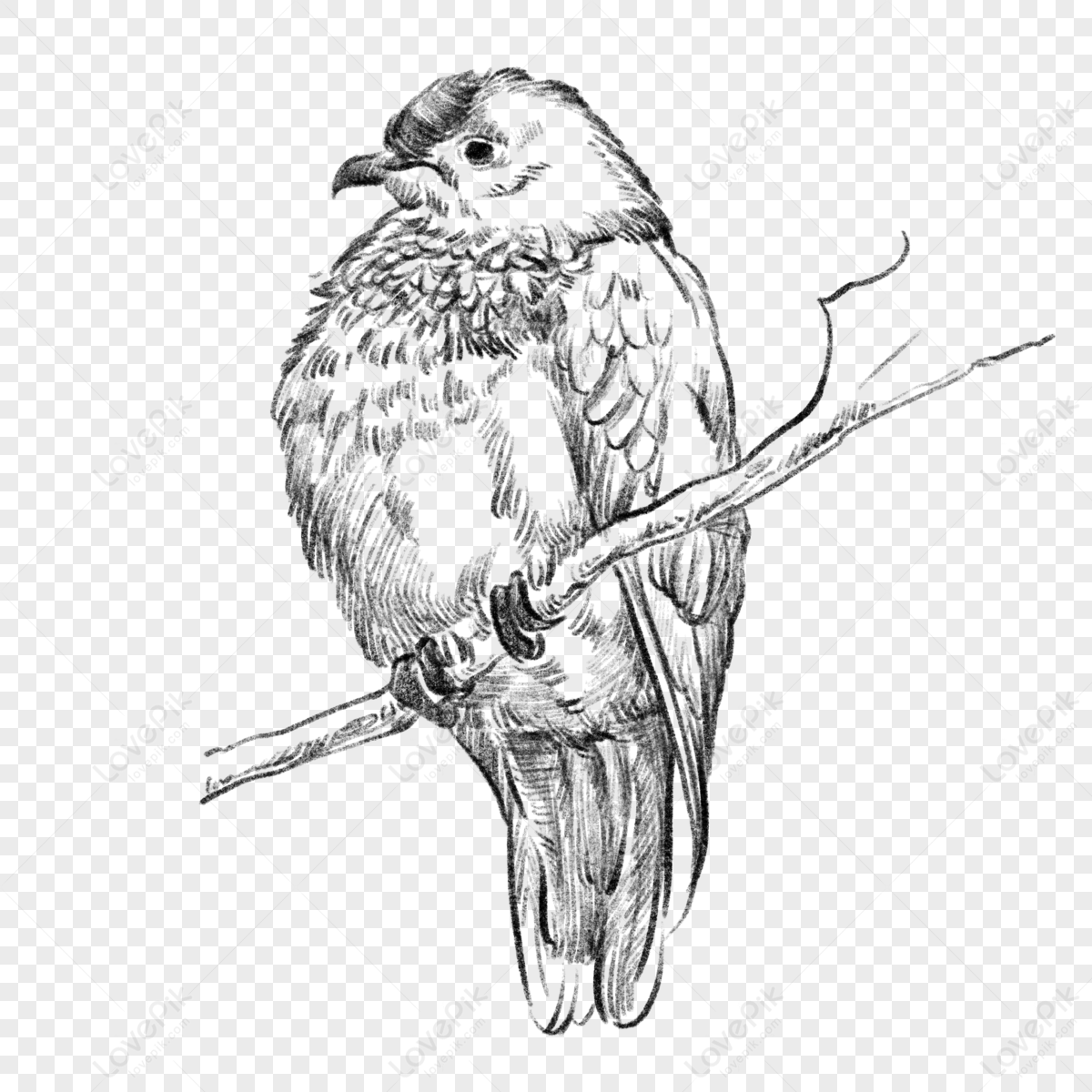 Black And White Line Drawing Sketch Bird Bird Animal Hand Drawn ...