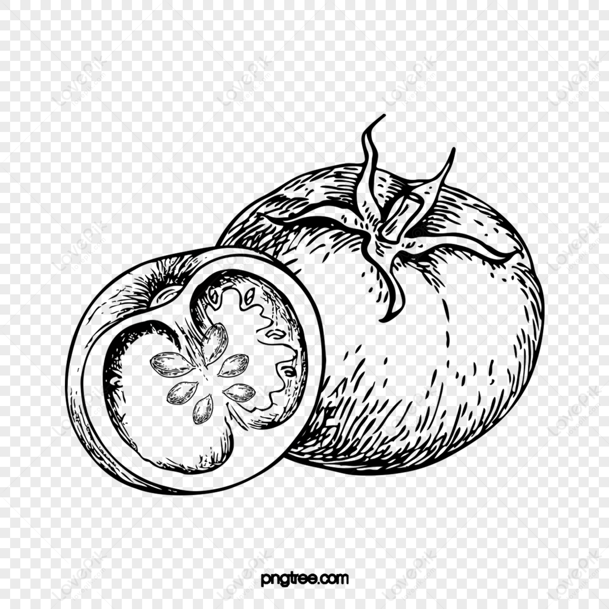 Tomato Sketch PNG Transparent, Black And White Line Sketch Tomato, Slice,  Sketch, Tomato PNG Image For Free Download