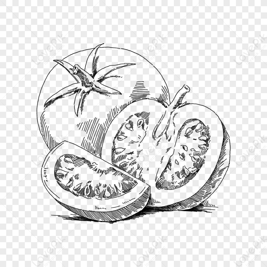 Black White Hand Drawn Line Drawing Of Cut Tomatoes,tropical,decorative ...