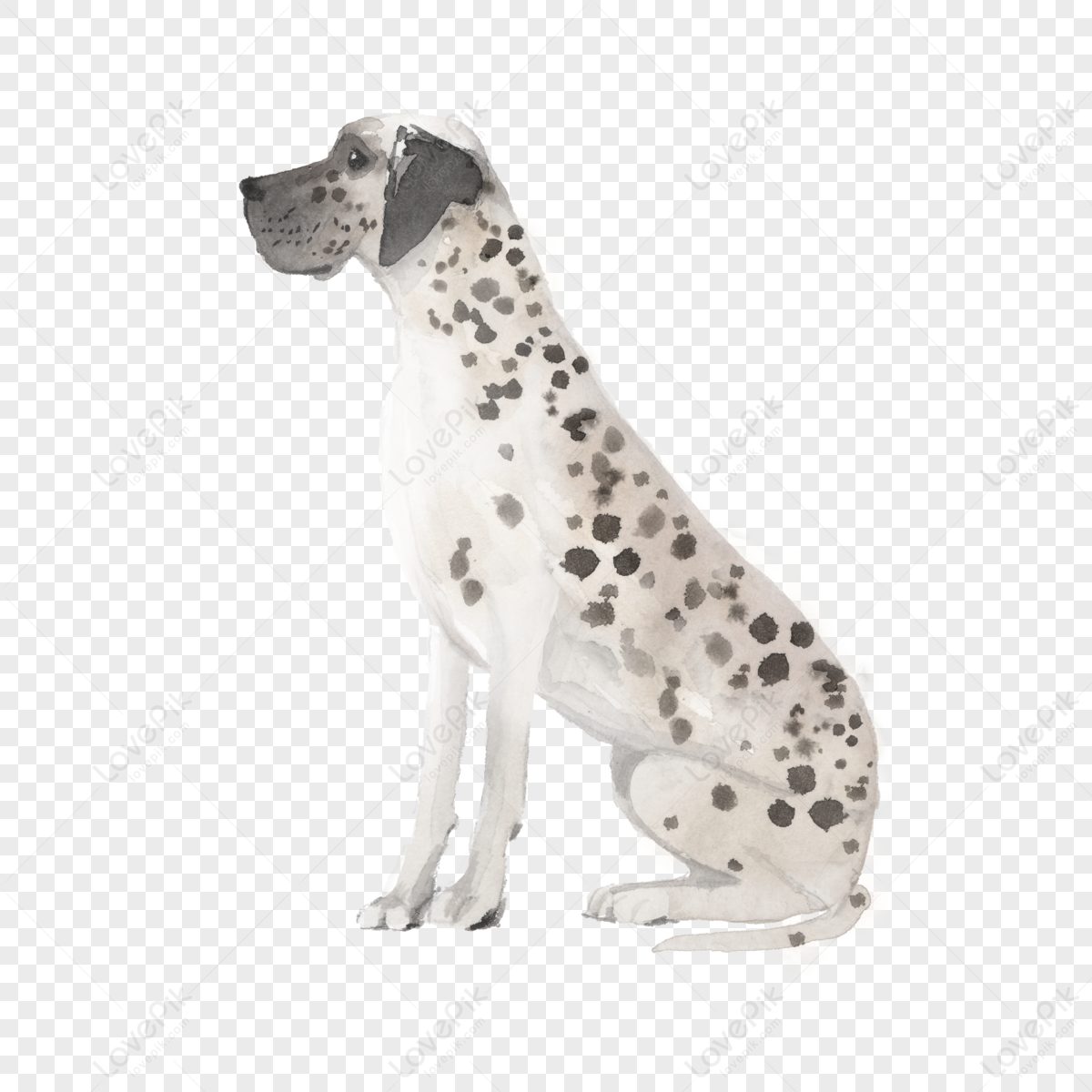 dalmatian black and white illustration watercolor cartoon animal,pet,anime png picture