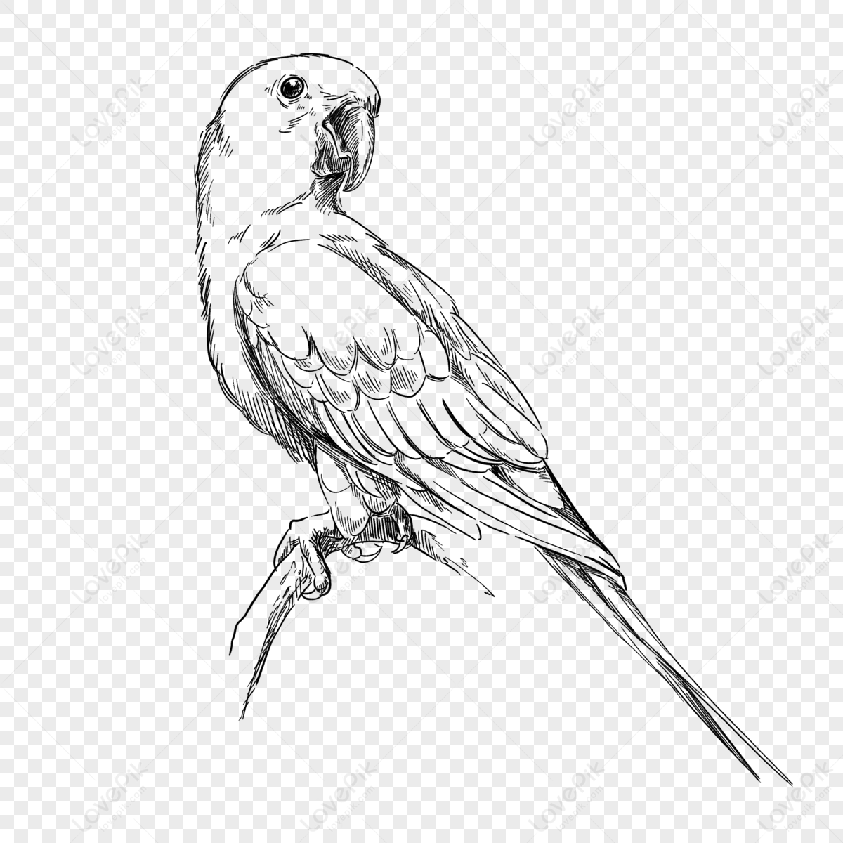 parrot tropical bird line drawing element bird parrots bird sketch 118998 wh1200