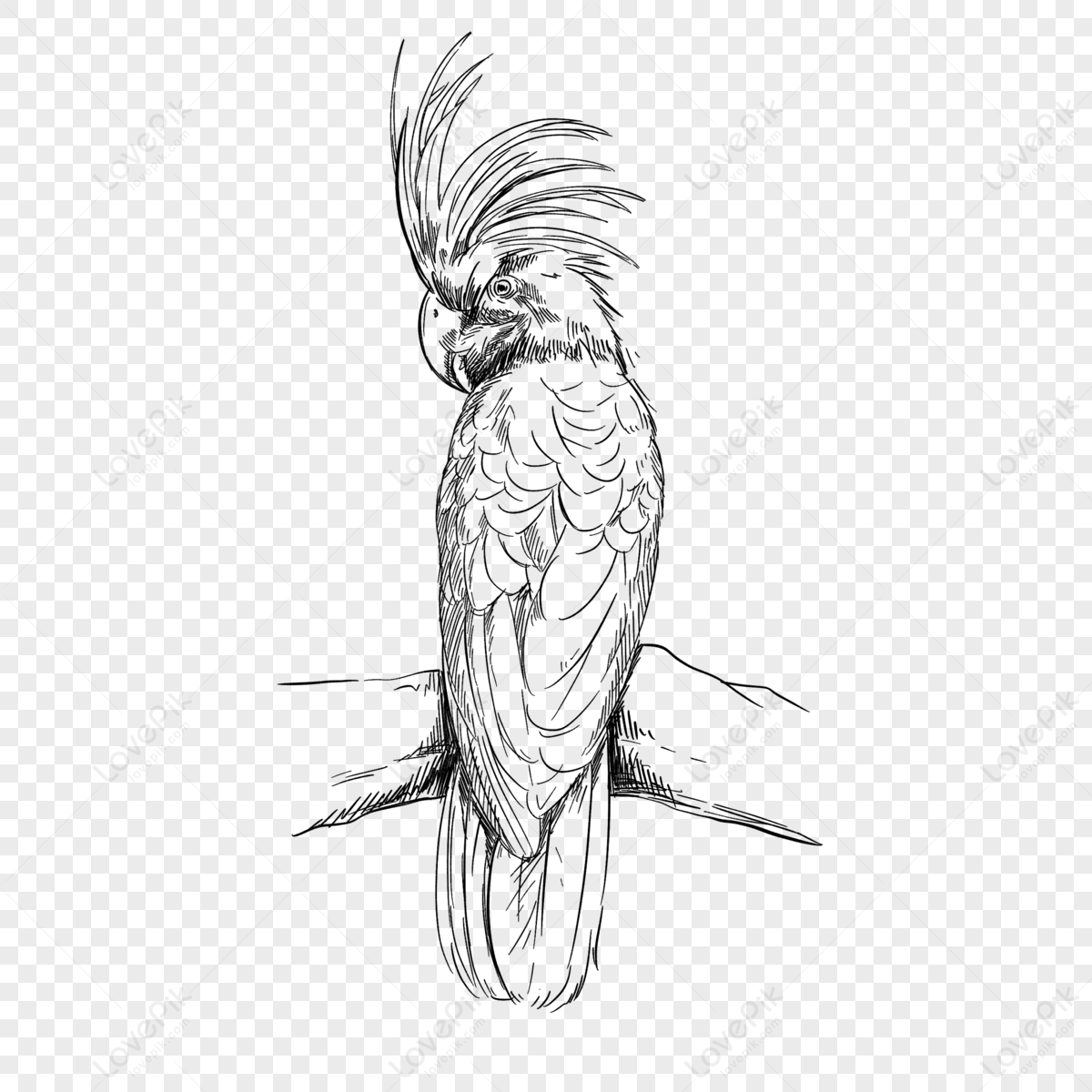 Buy Parrot Drawing Online In India - Etsy India