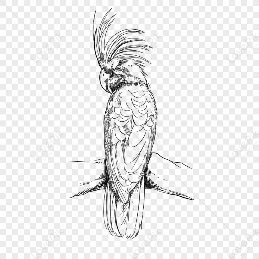 Tropical Parrot Bird Line Drawing Element,birds,bird Sketch Free PNG