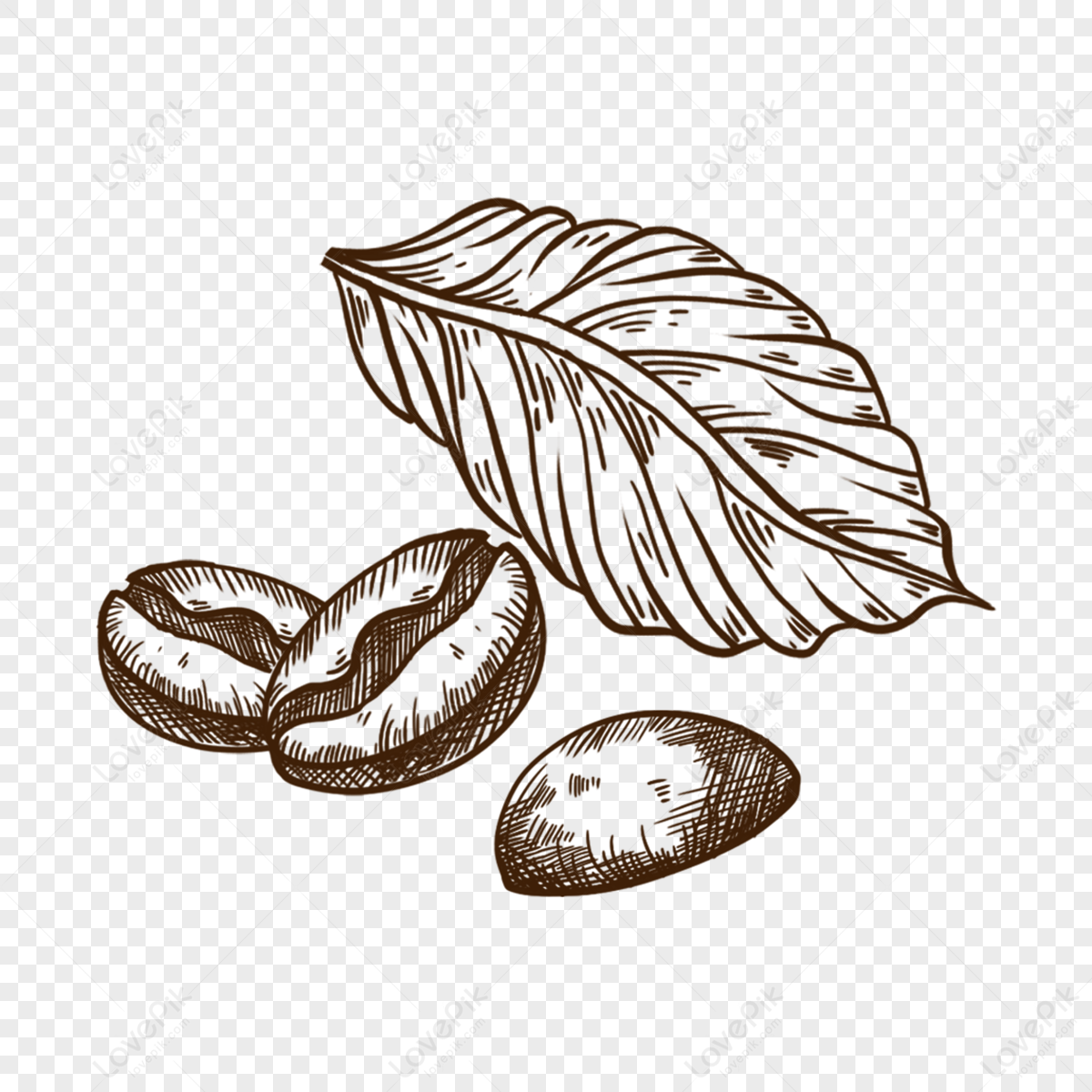 coffee #bean #art #drawing | Coffee illustration, Coffee bean art, Coffee  roasting