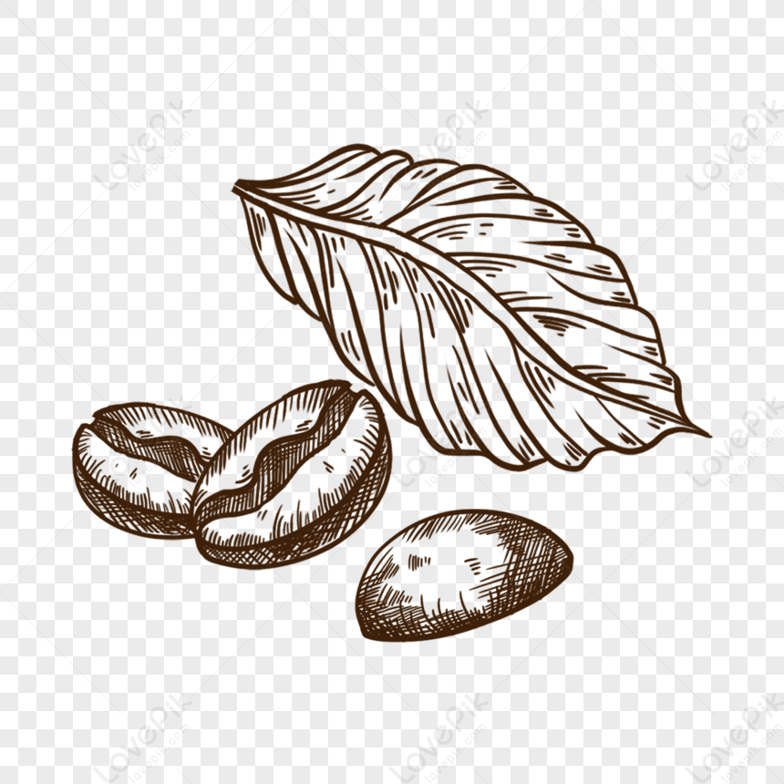 Painted Coffee Beans Sketch Vector Drawing Stock Vector (Royalty Free)  347645498 | Shutterstock