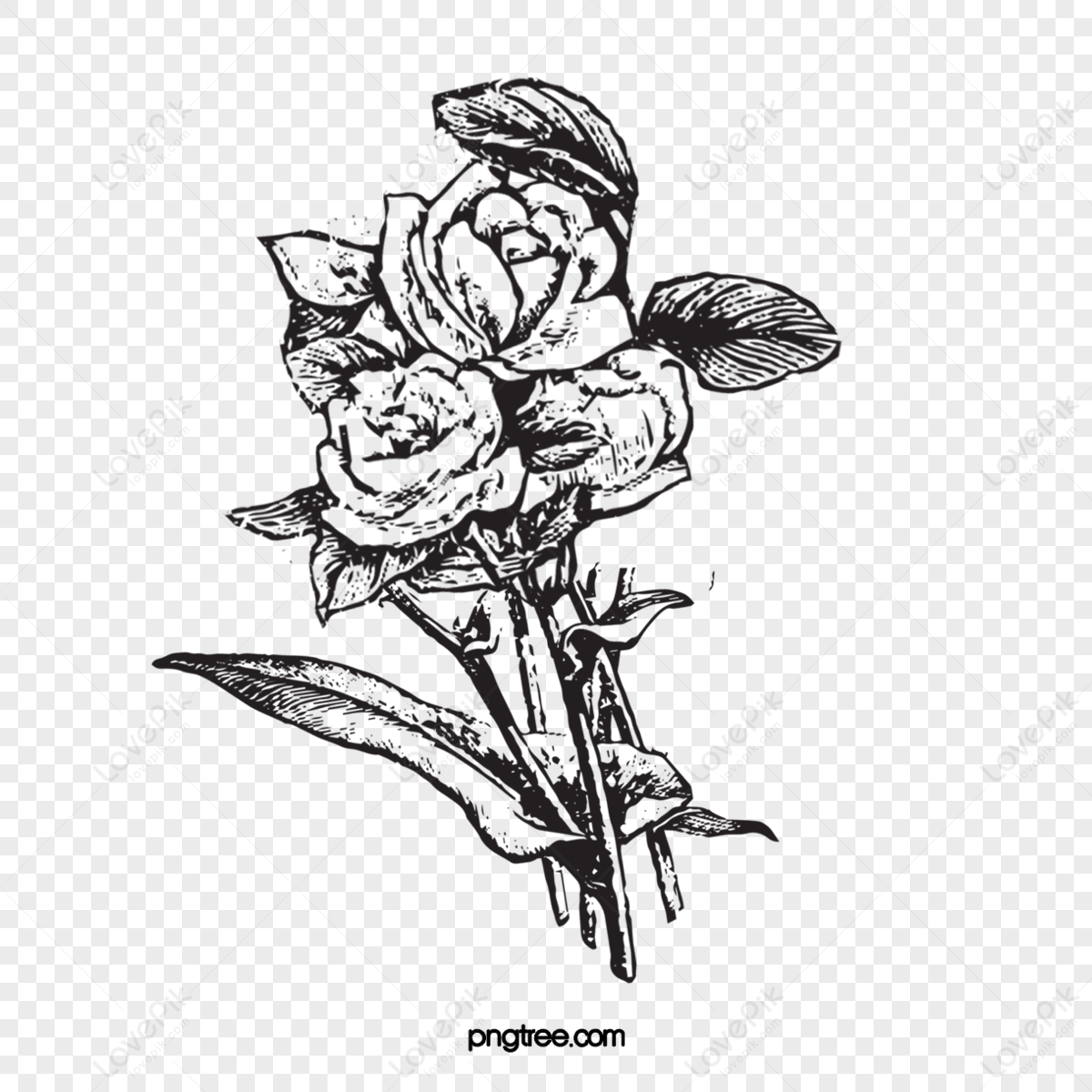 Rose flower sketch engraving vector illustration. Scratch board style  imitation. Black and white hand drawn image. - Stock Image - Everypixel