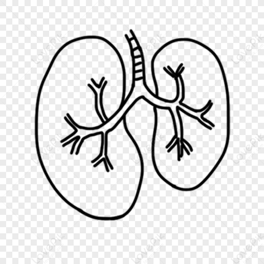 Hình thể ngoài, cấu trúc của nhu mô phổi và các bệnh lý liên quan thường  gặp - Nhà thuốc FPT Long Châu