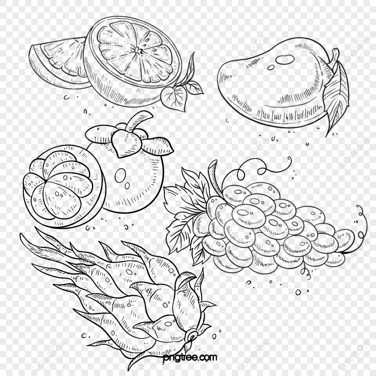 mango outline hand drawn | Mango images, Fruits drawing, Fruit coloring  pages