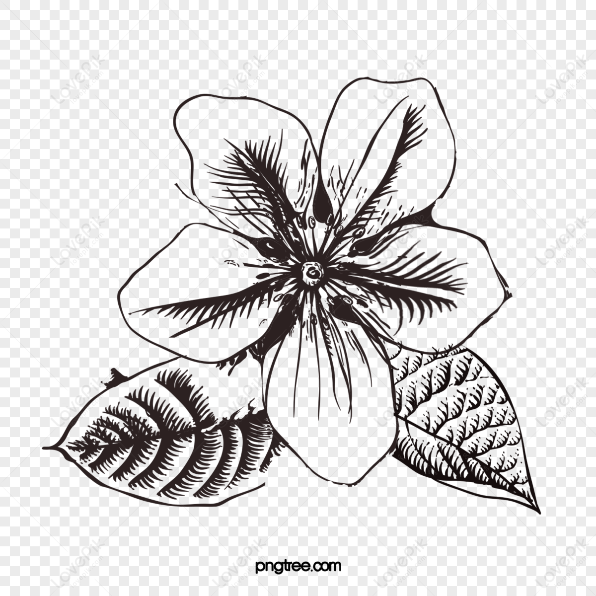 Simple Line Art Drawings of Flowers in Black and White
