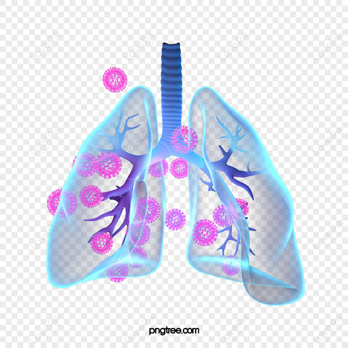 3d Lung PNG Images With Transparent Background | Free Download On Lovepik