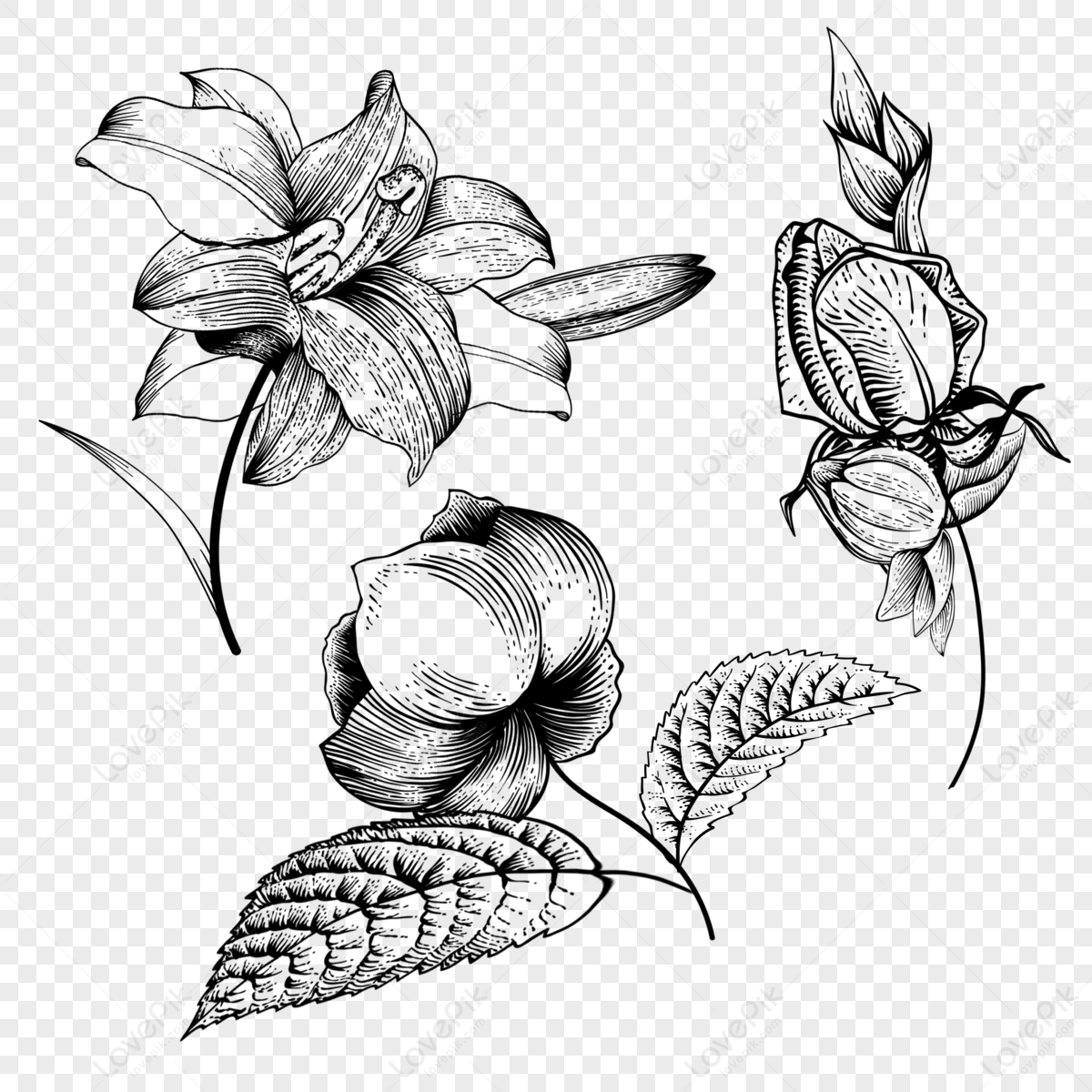 Wild Flowers Sketches Drawing Art Print Vintage Botanical - Temu