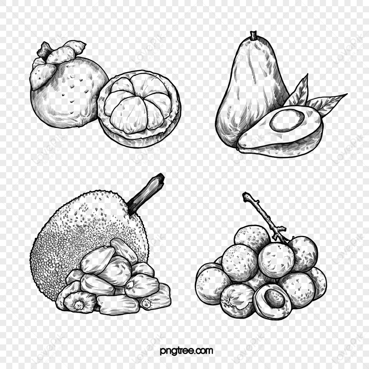 Hand Drawn Line Drawing Tropical Fruits,mangosteen,pineapple Png 