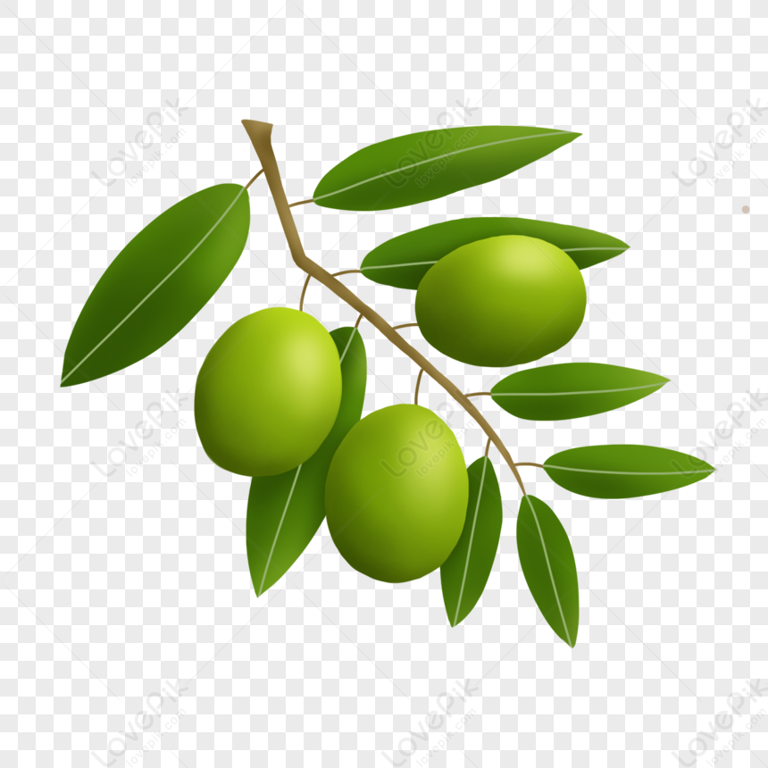 Cartoon Style Hand Drawn Olive Green,olive Tree,leaf PNG Free Download ...