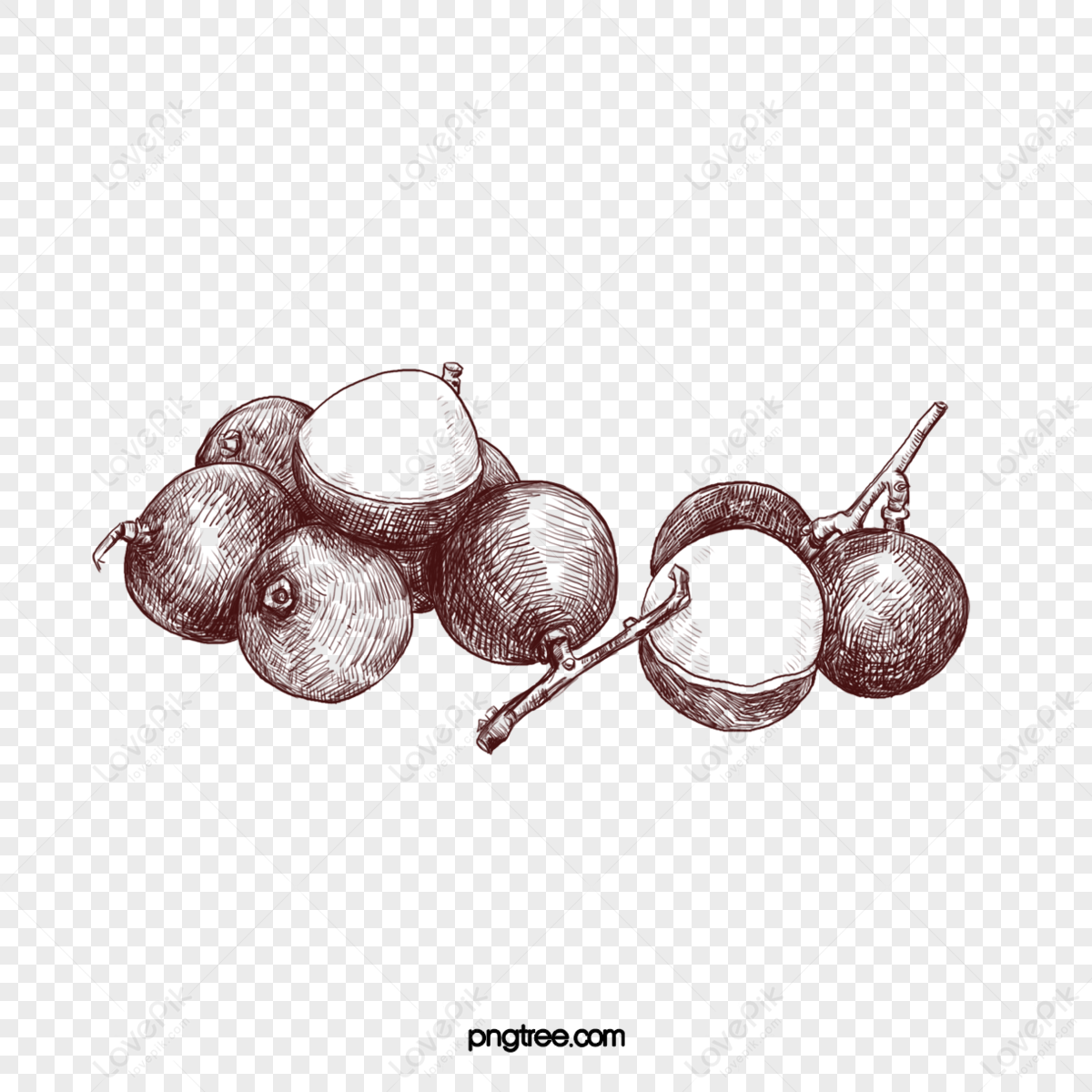Creative Line Drawing Coconut PNG Images With Transparent Background ...