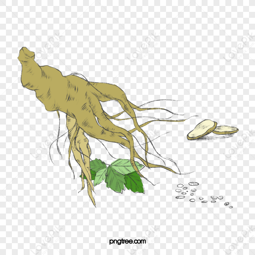 Ginseng Illustration,medical Technique,traditional Chinese Medicine 