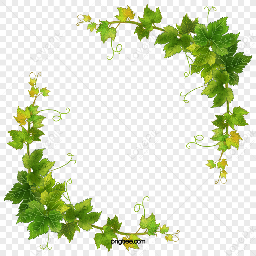 Hand Painted Vine Symmetrical Border,decorative Borders,grape Leaves ...