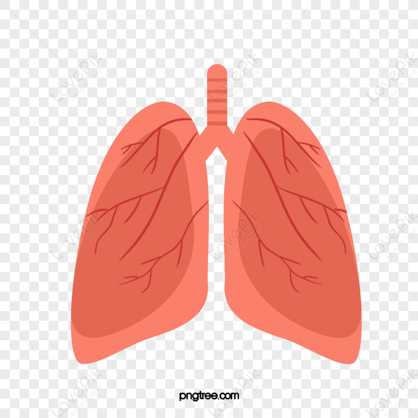 Human Organ Lung Red Lung Cartoon,hand Drawn Lungs,human Lungs PNG ...