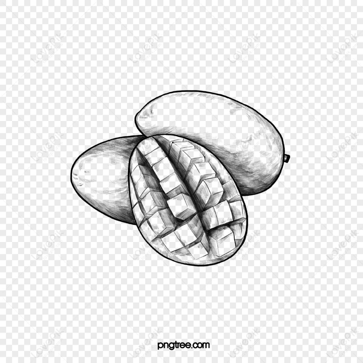 Drawing line color mango on the white background Vector Image
