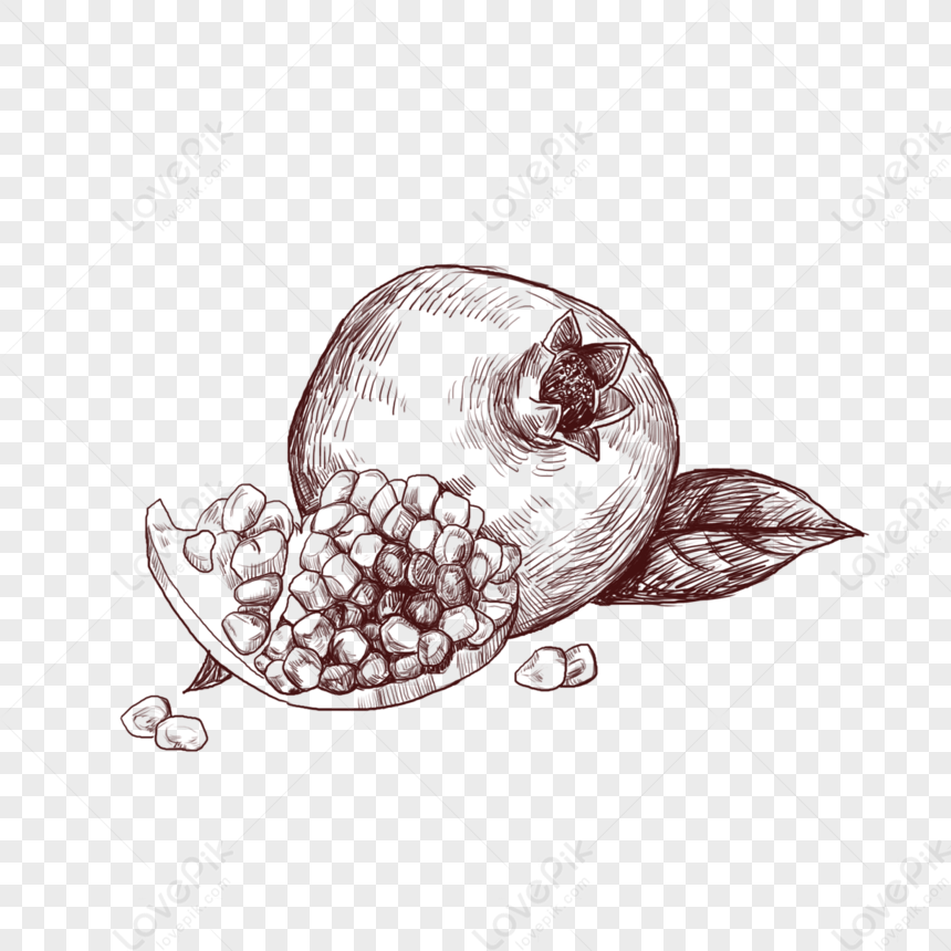Line Drawing Of Seasonal Fruits Pomegranate,cartoon Illustration ...