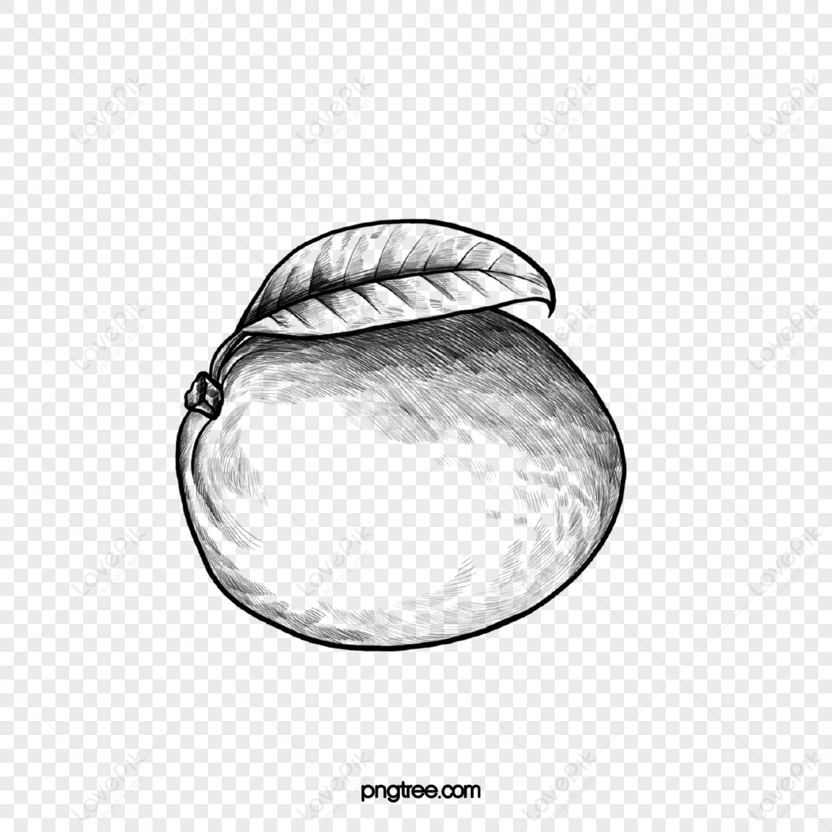 Line drawing of mango -simple Royalty Free Vector Image