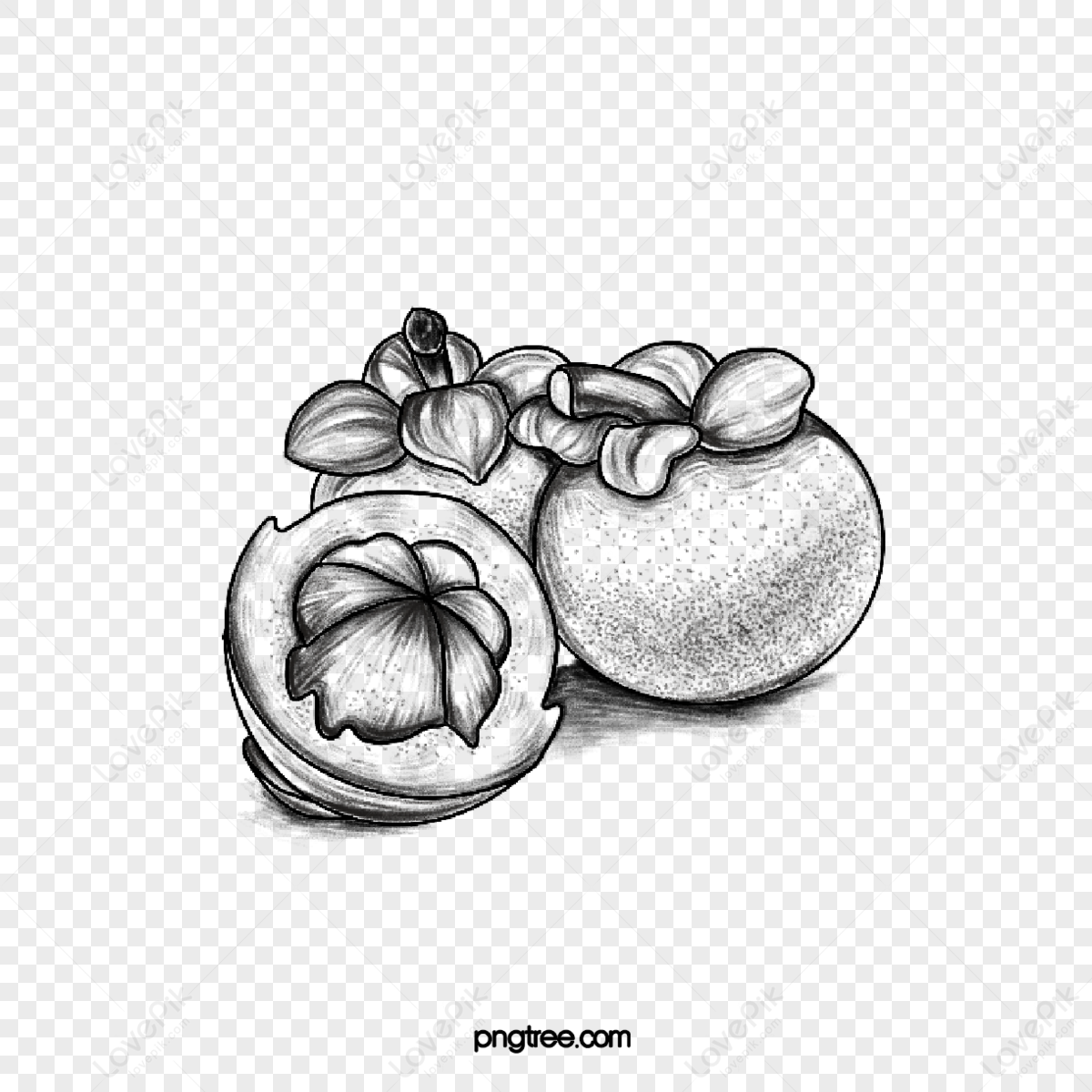 Mangosteen Drawing Images, HD Pictures For Free Vectors Download ...