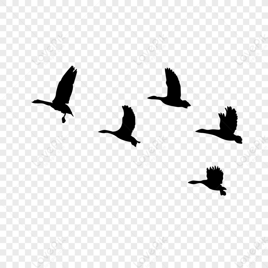 Wild Birds Flying Silhouettes,wing,collections,feather PNG White ...