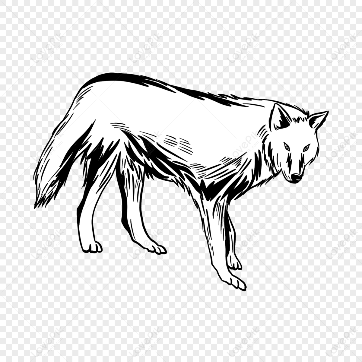 Dibujado A Mano De Dibujos Animados Ilustración De Lobo De Línea Negra 