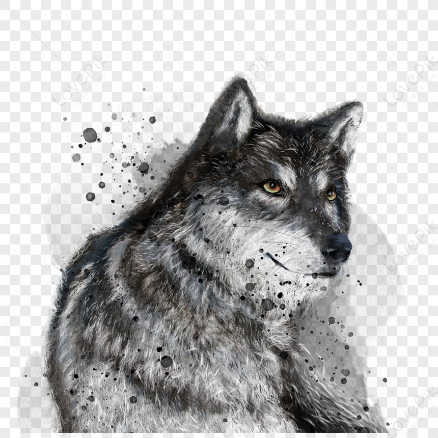 Hand Drawn Fierce Wolf In Splash Ink Black And White Gradient Color PNG ...