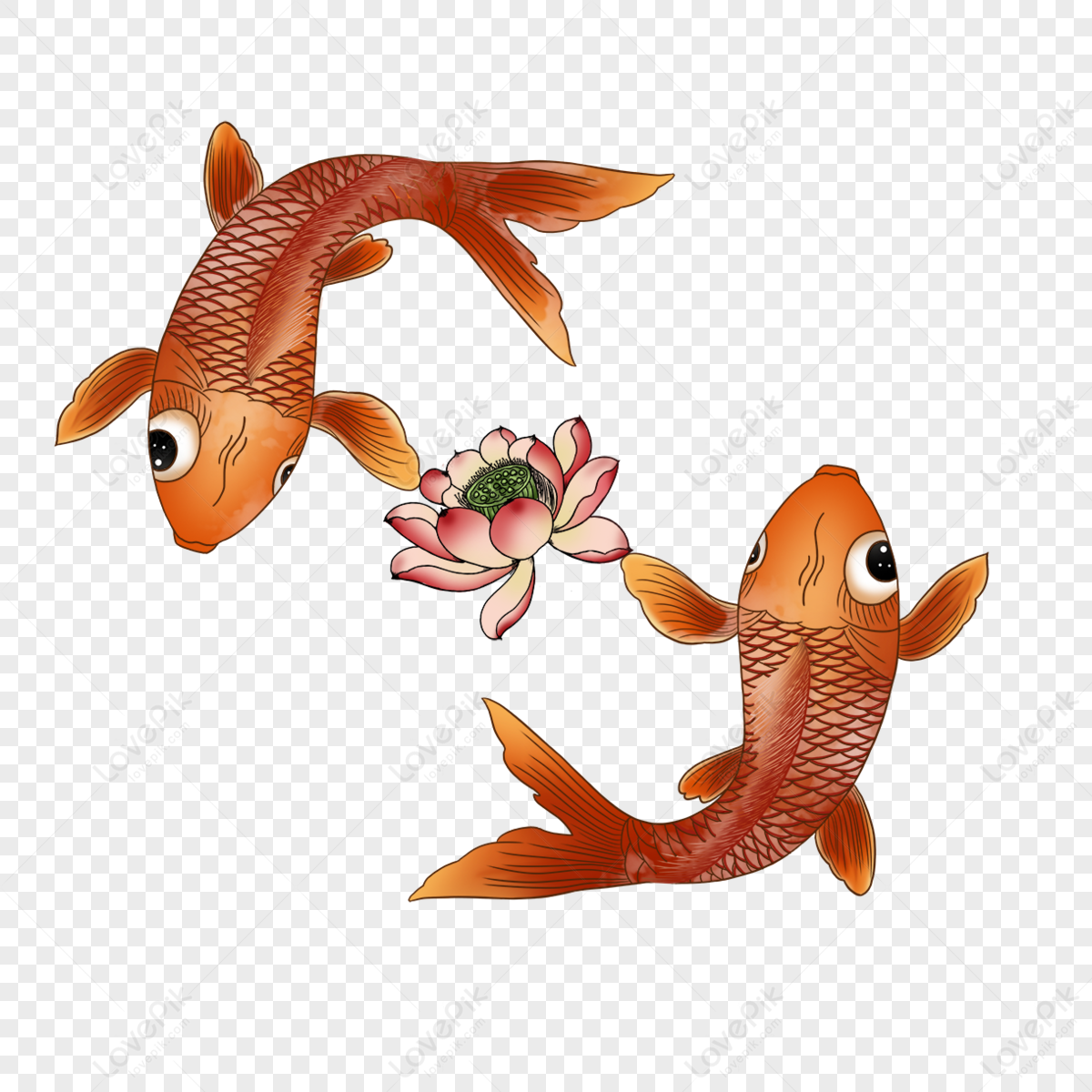 Koi Groups PNG Images With Transparent Background | Free Download On ...