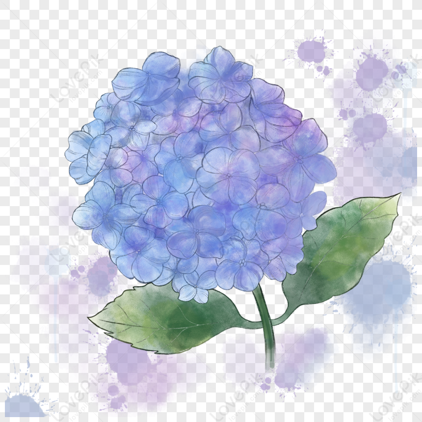 手描きのファンタジー咲くアジサイ,あじさい,ノリウツギ,紫陽花 イラスト， アジサイ, あじさい, ファンタジー フリー素材 透過 - Lovepik