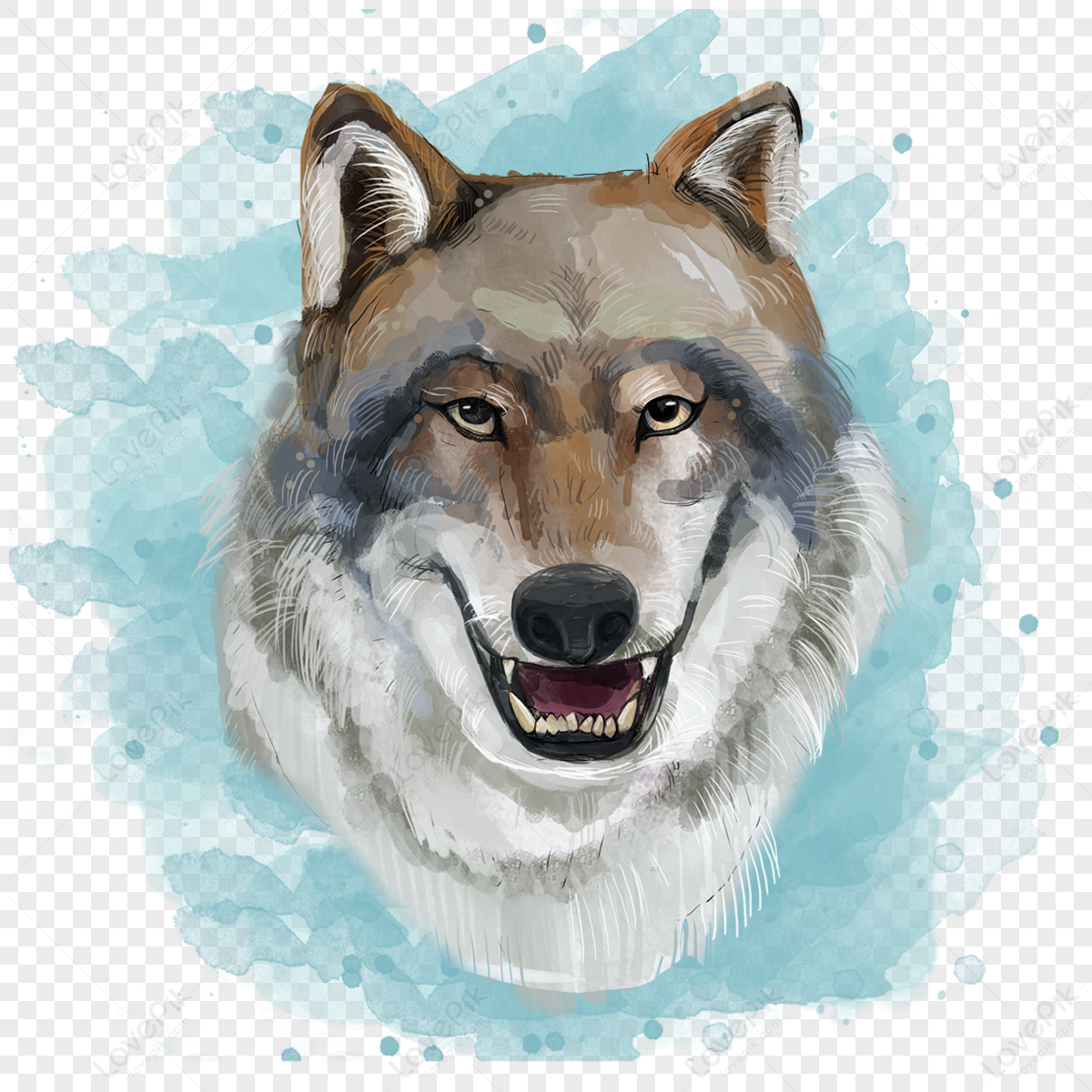 Hand painted watercolor animal wolf front,animal painting,watercolour png transparent background