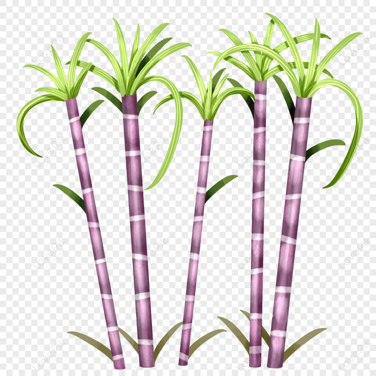 Sugar Cane Plant Leaves Sketch Vector Illustration Natural Organic  Sweetener Stock Vector by ©QualitDesugn 419054646