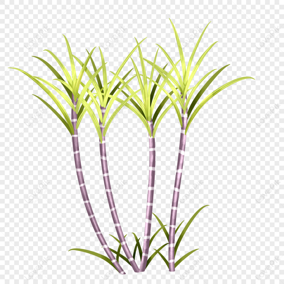 sugar cane resource biofuel renewable vector illustration sketch Stock  Vector | Adobe Stock