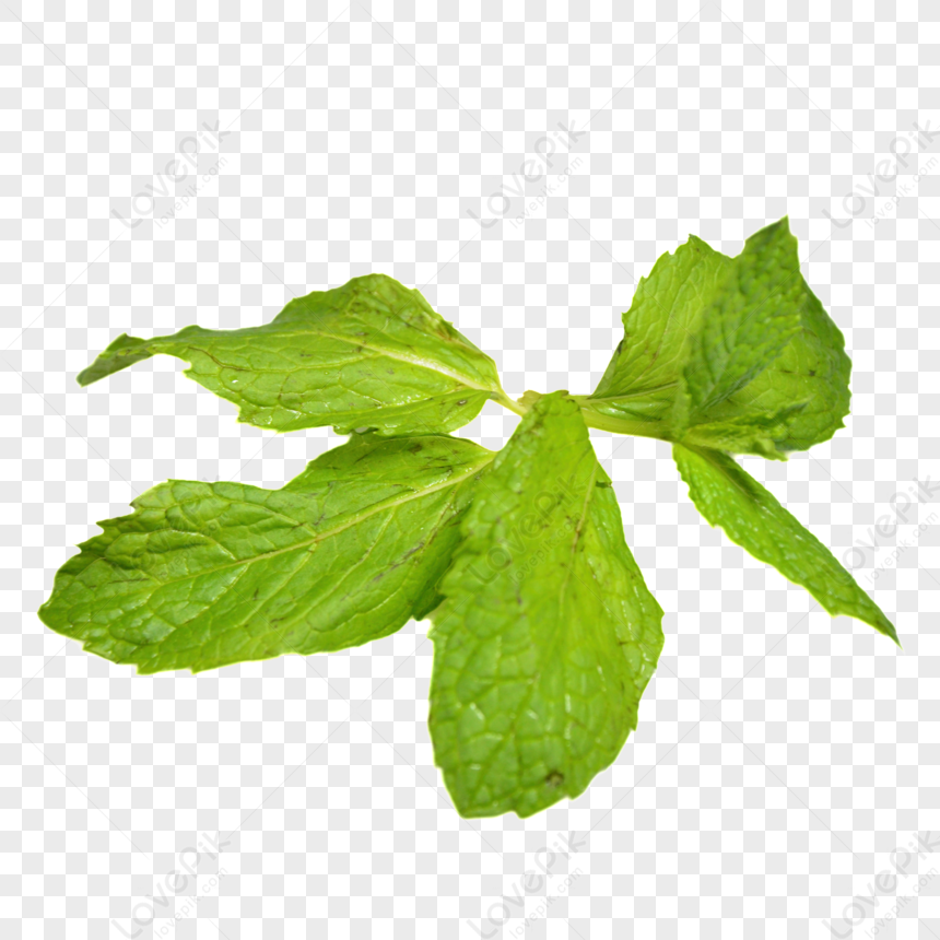 foglie di menta png