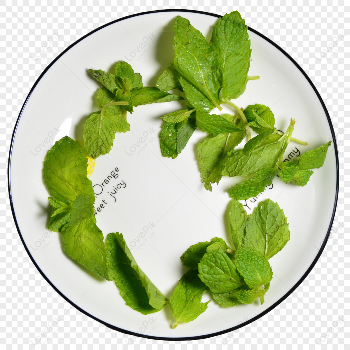 foglie di menta png