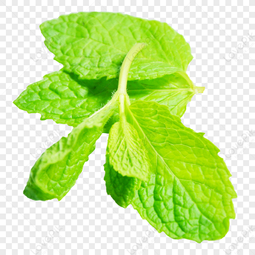 foglie di menta png