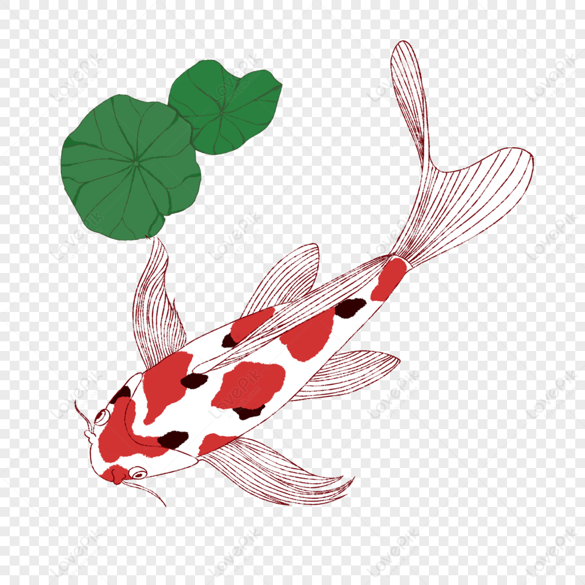 Japanese Hand Painted Koi,lotus Leaf,carp PNG Transparent Image And ...