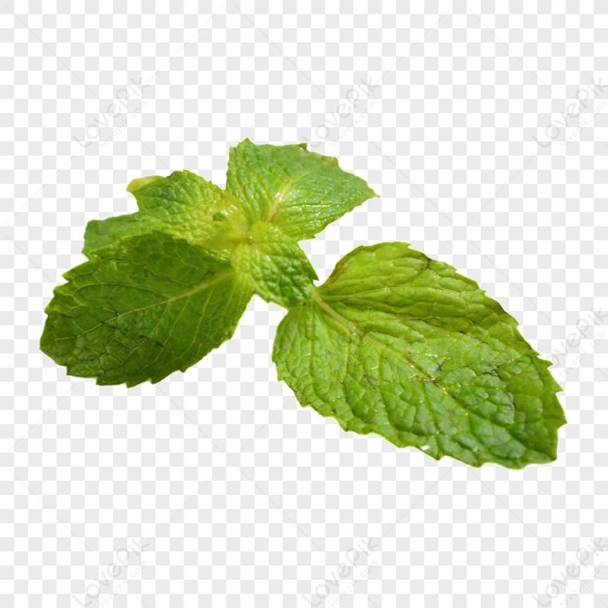 foglie di menta png