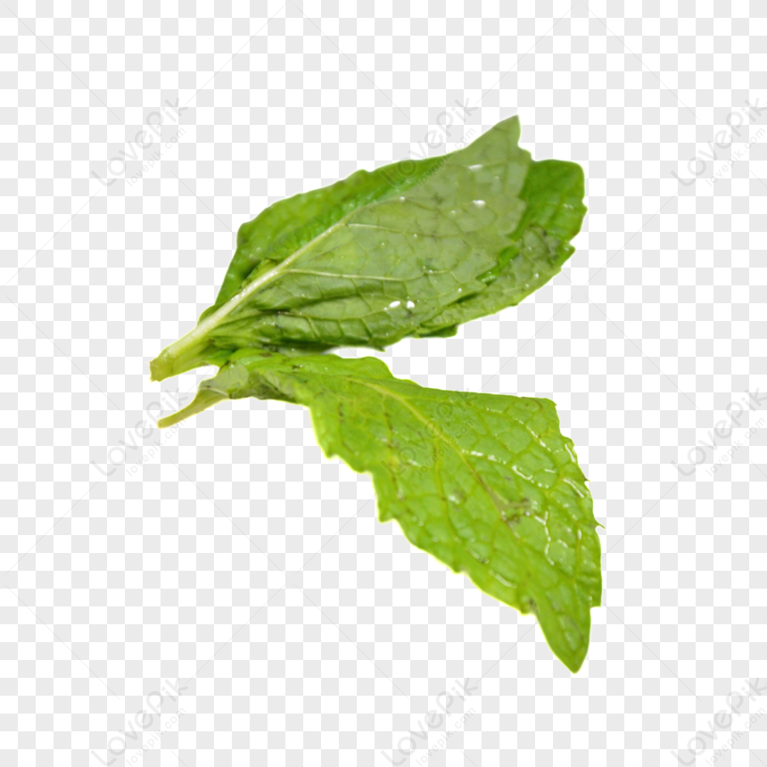 foglie di menta png