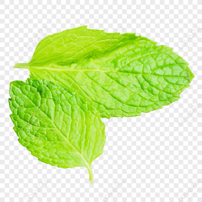 foglie di menta png